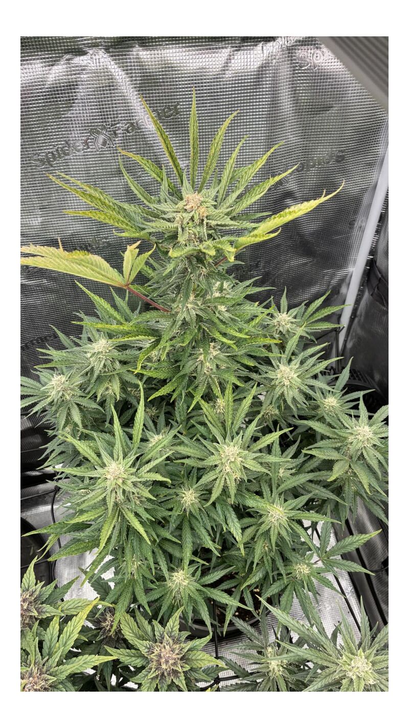 Frostbanger Auto, Фасовка: 3, изображение 4